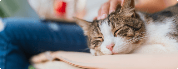 Pet owner with an emotional support cat