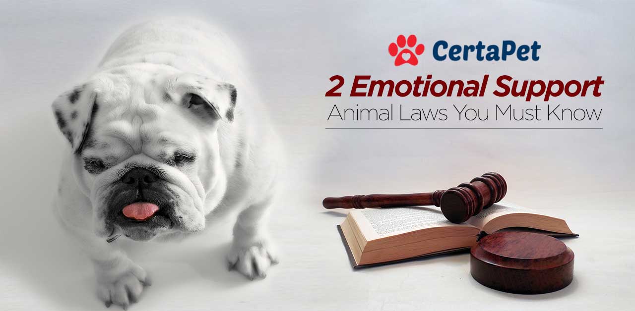 2 Ironclad Emotional Support Animal Laws {Must Read}