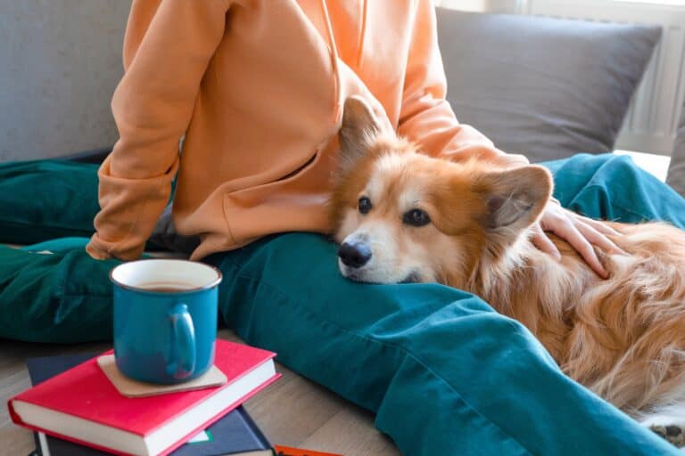Emotional support animal, emotional support dog. A girl sits on the floor and reads a book next to a corgi dog