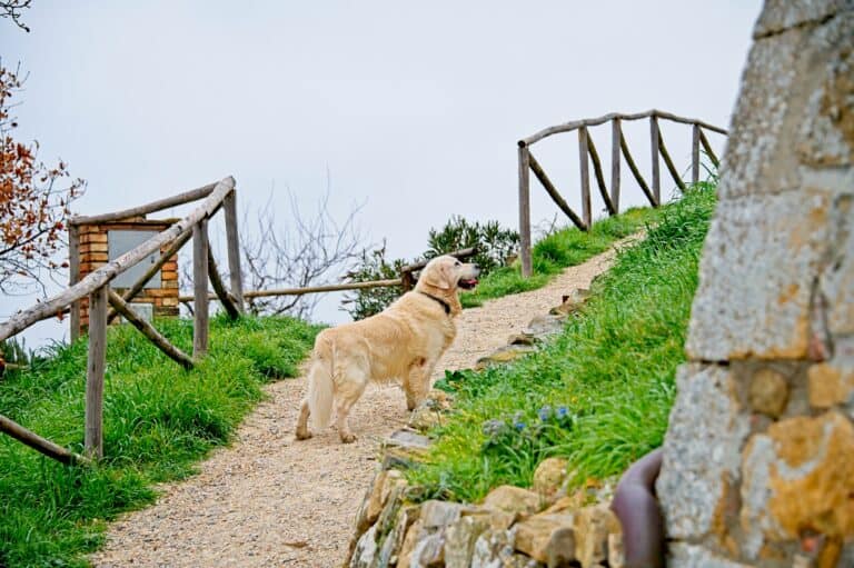 Emotional support animal Denver. ESA Denver. Golden retriever walking outdoors