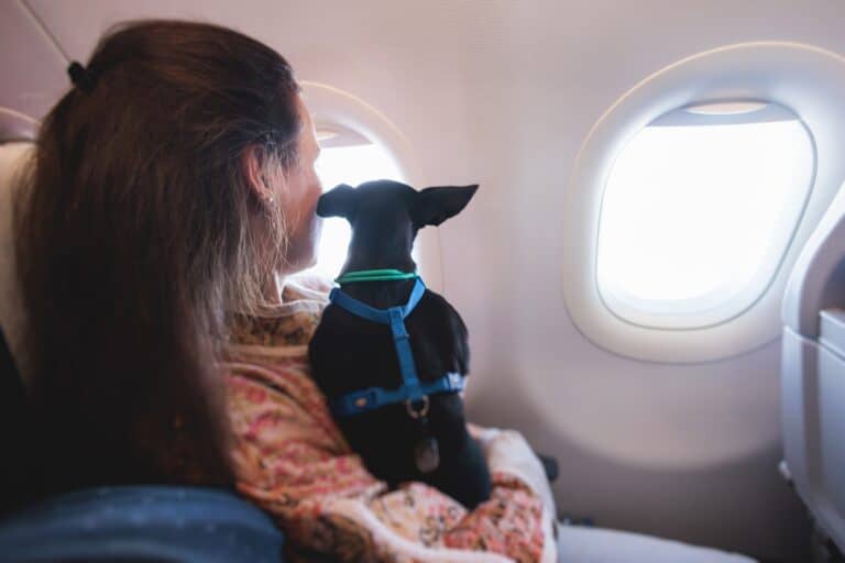 Emotional support animal, emotional support dog. A woman with dog on aircraft