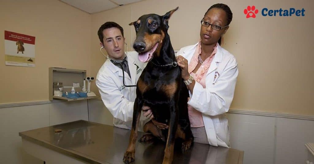 Canine Spectra 10 Durvet