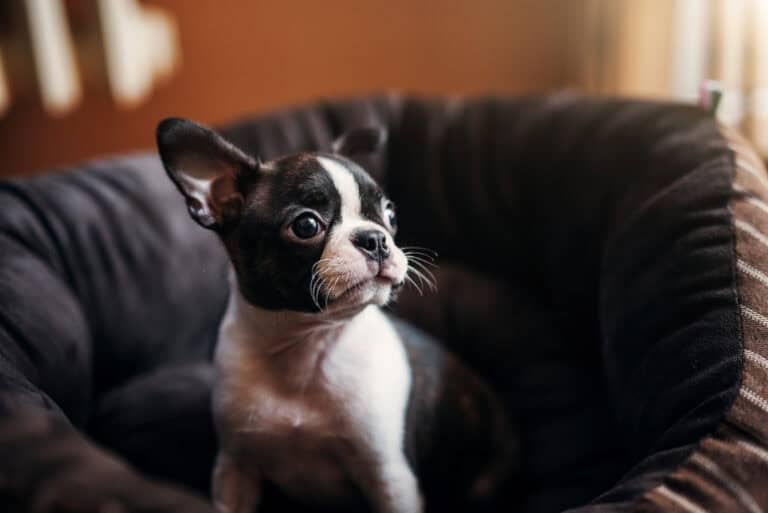 Emotional support Animal Atlanta. Emotional support Dog sitting on armchair