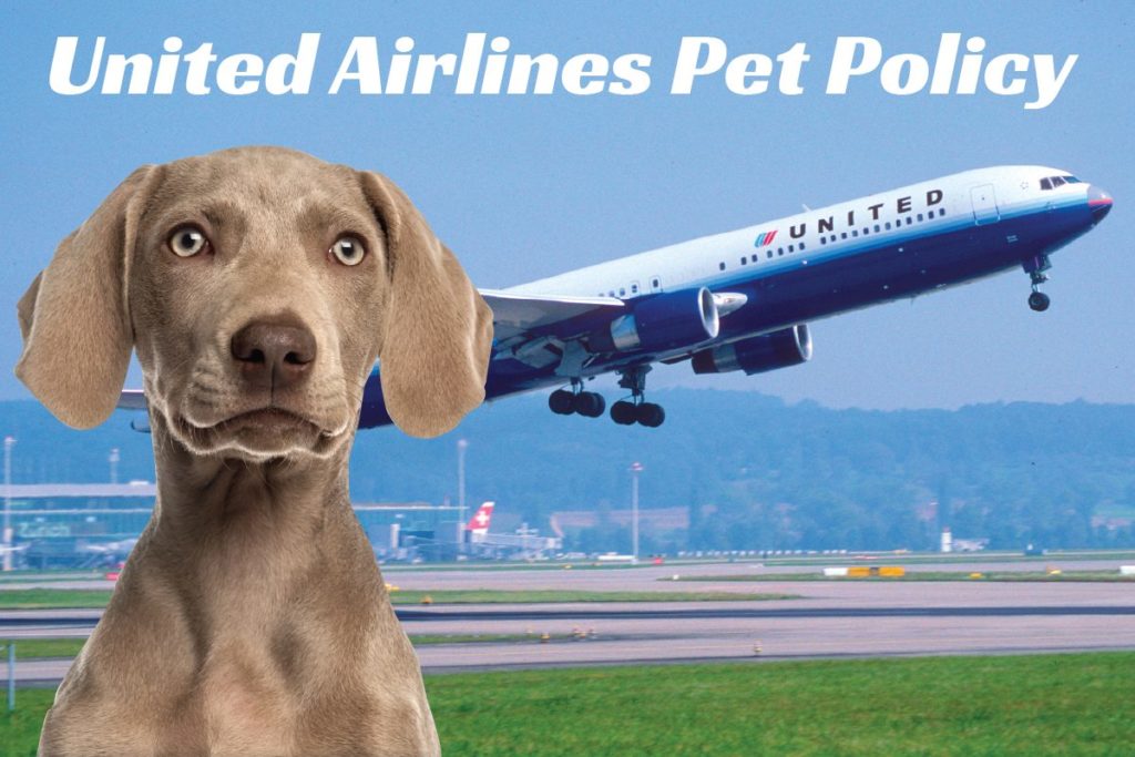 United Airlines Pet Policy 