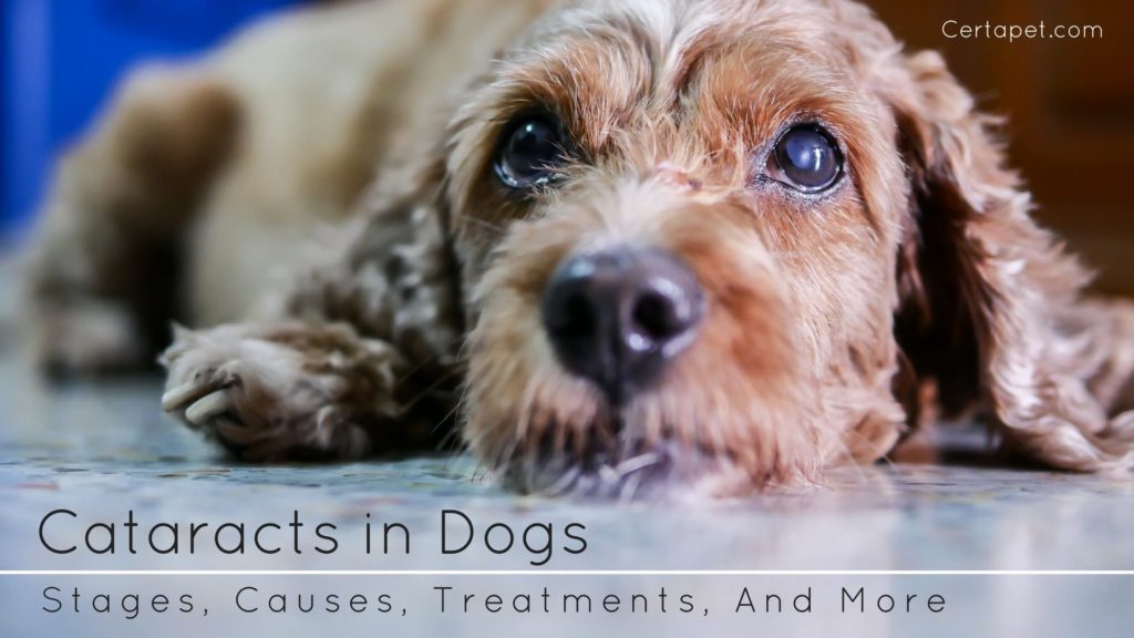 medicine for dog cataracts
