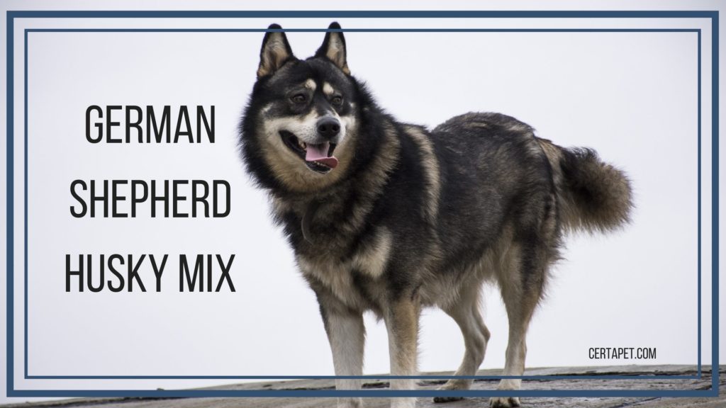 mixed breed husky and german shepherd
