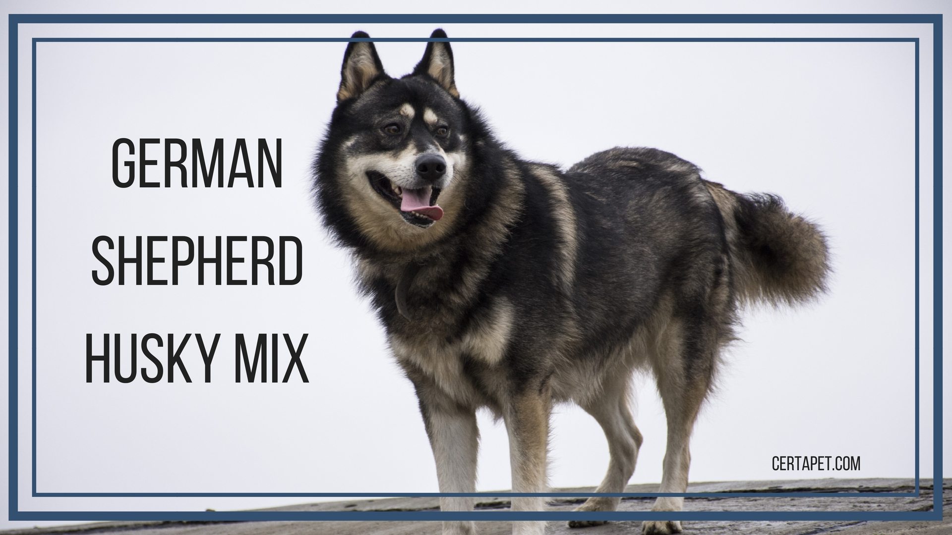 mixed husky and german shepherd puppies