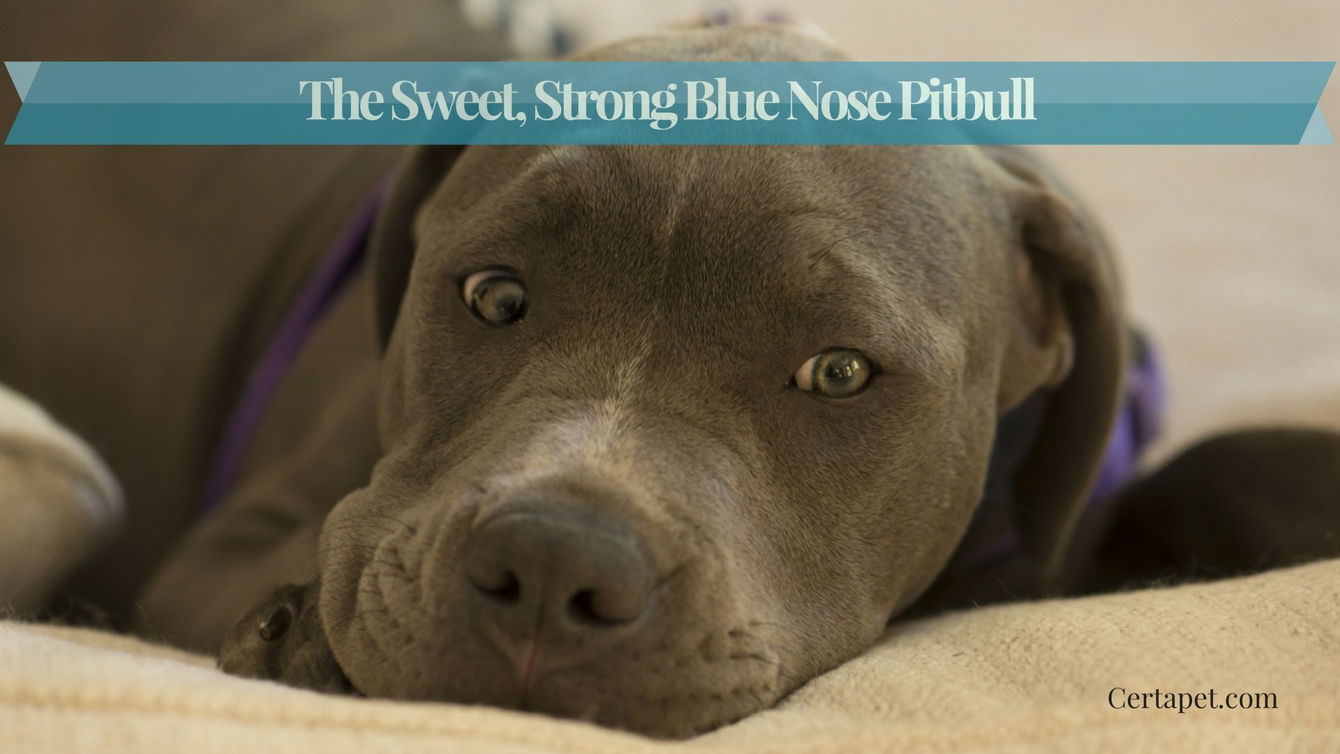 english blue nose pitbull