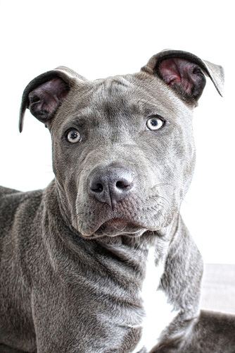 american pit blue nose