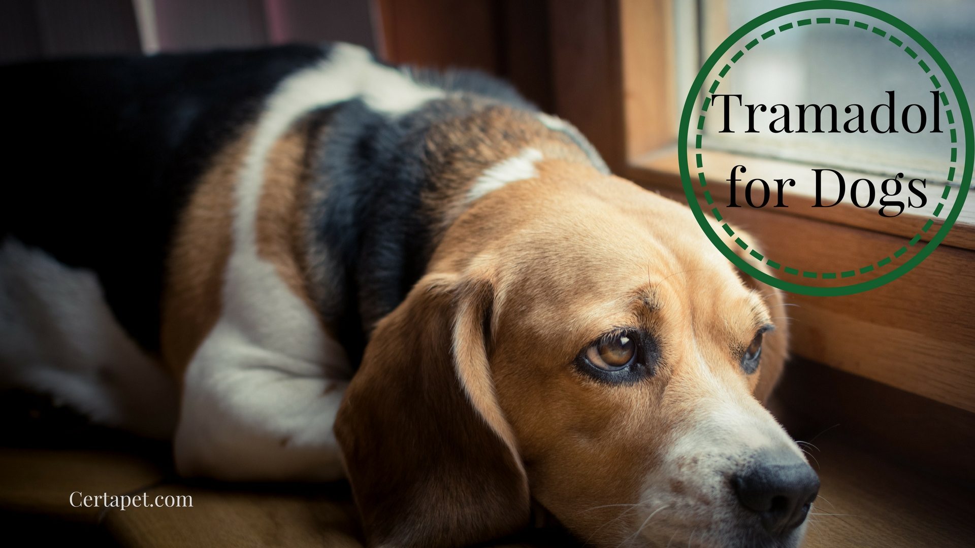 Tramadol For Dogs The A Z Guide Certapet