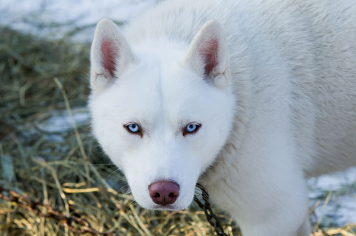 white alaskan husky puppy