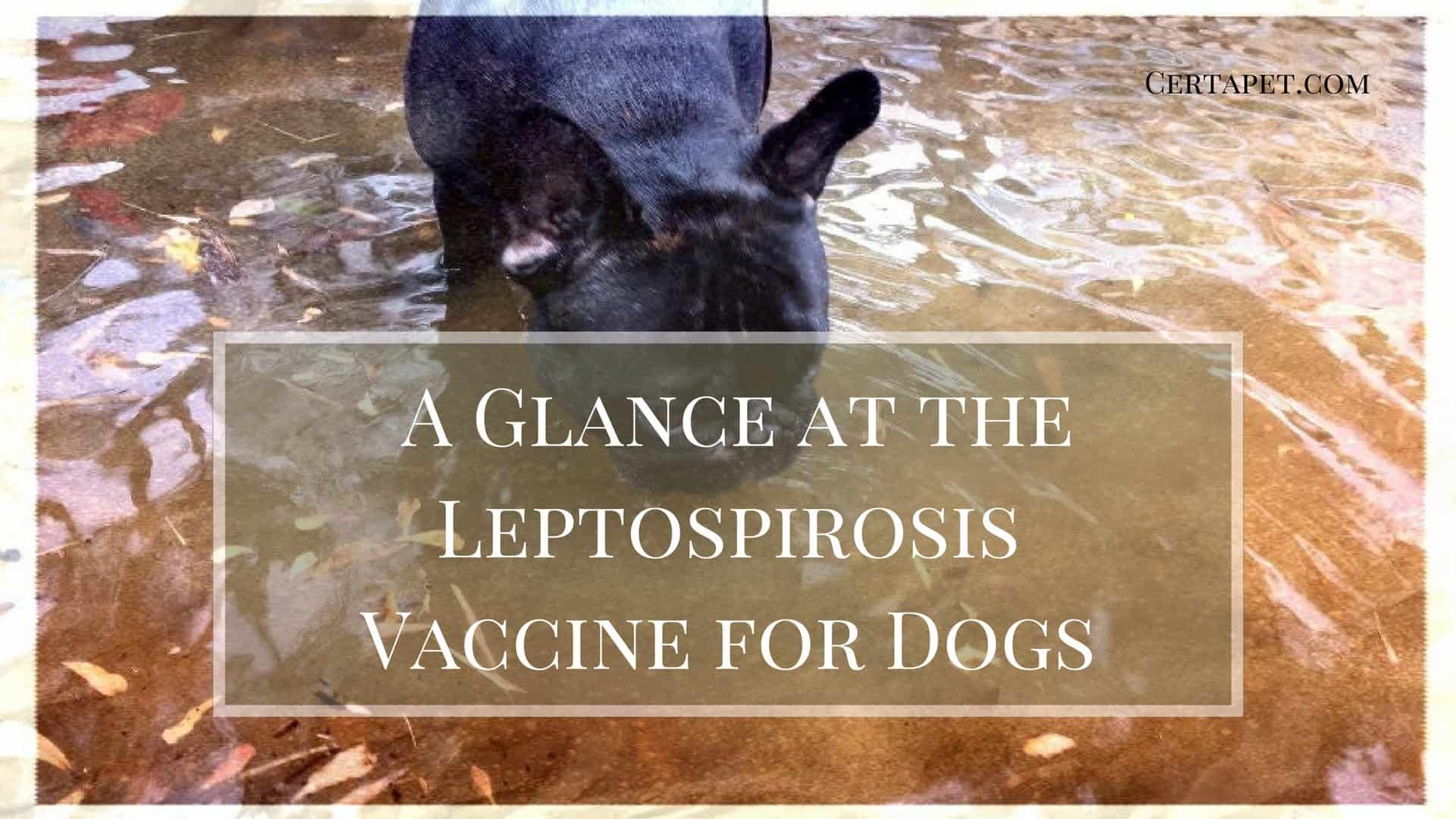 lepto 4 vaccine 2018