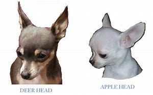 deer faced chihuahua