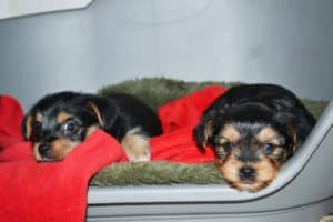 yorkie and chihuahua mix puppies for sale