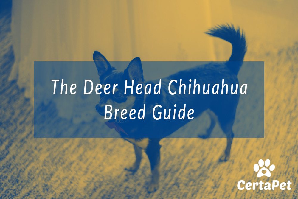 teacup deer head chihuahua for sale