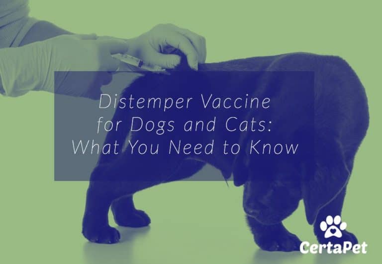 Distemper Vaccine for Dogs and Cats What You Need to Know CertaPet