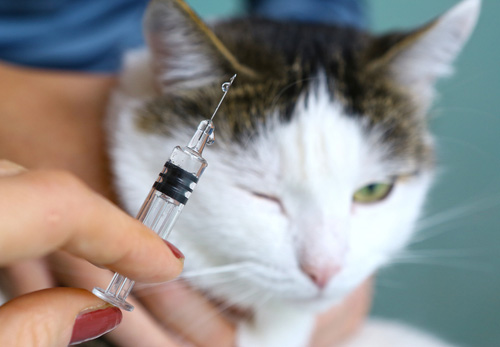 Distemper Vaccine for Dogs and Cats What You Need to Know CertaPet