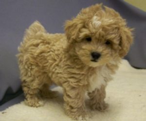 shih tzu mixed with miniature poodle