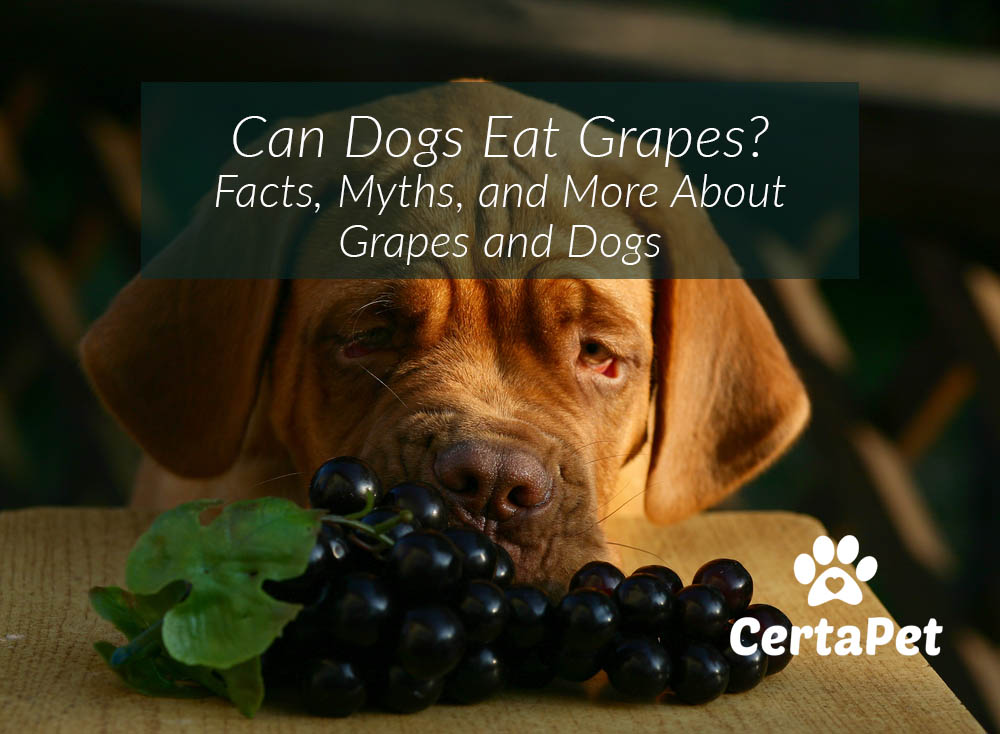 Buy What To Do If Your Dog Eats Grapes | UP TO 55% OFF