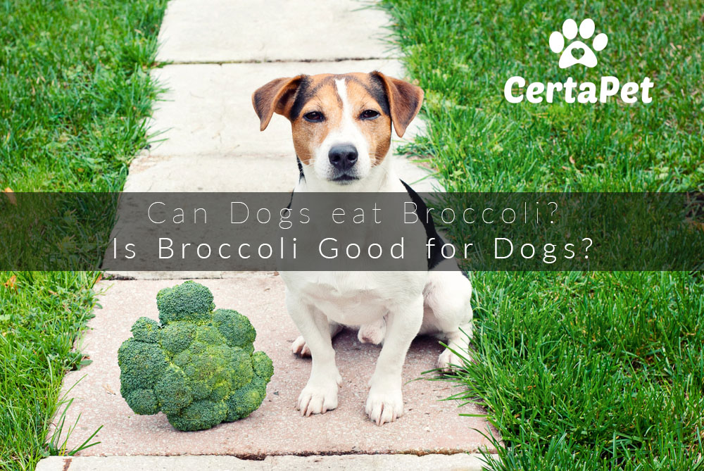 can dogs have broccoli