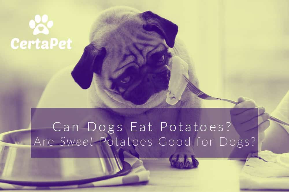 are raw potatoes ok for dogs