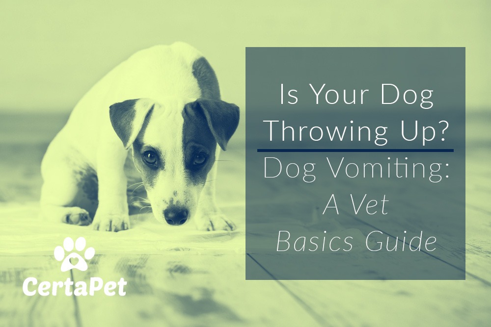 dog vomiting stomach acid