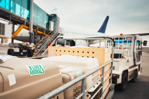 frontier airlines pets as carry on