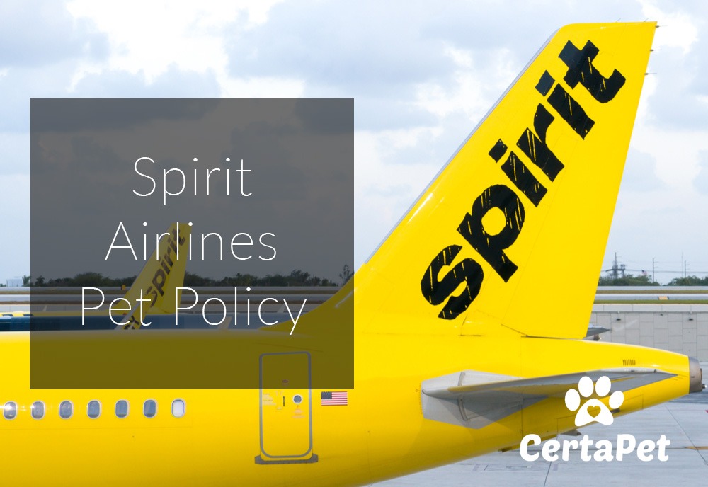spirit airlines service animal