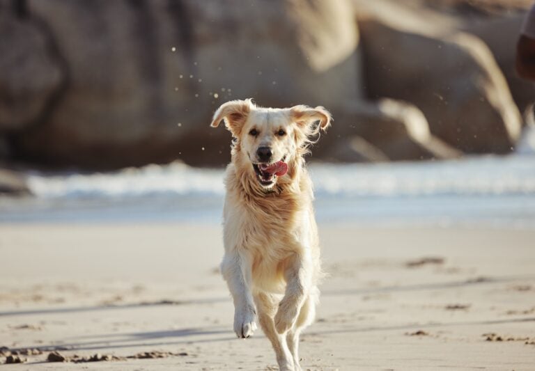 Dog running at the beach