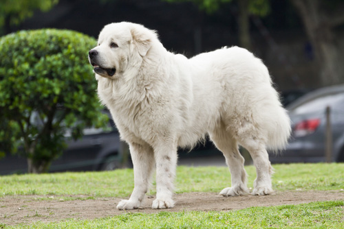 great pyrenees breeds of dogs