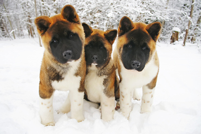 pictures of japanese akitas