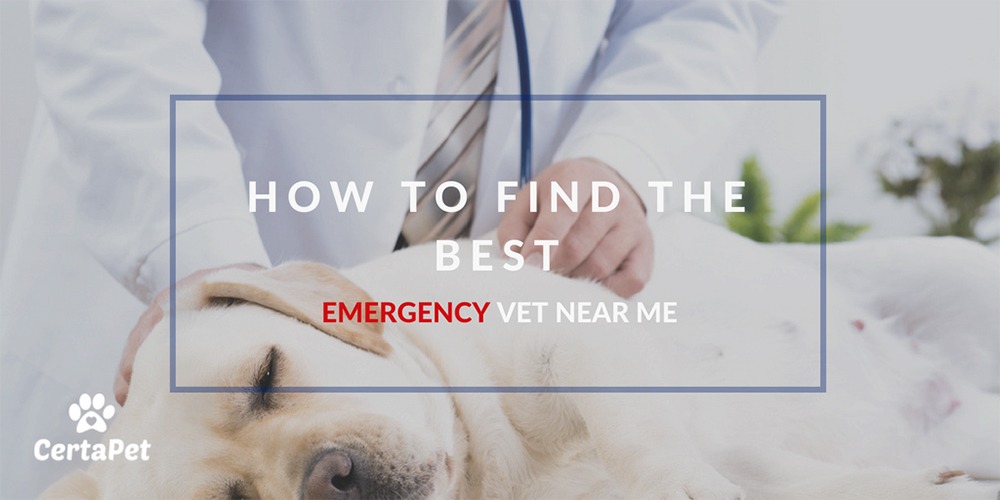 Emergency Vet Near Me: How to Find the 