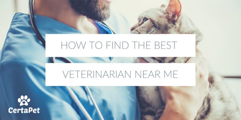 How To Find the Best Veterinarian Near Me | CertaPet