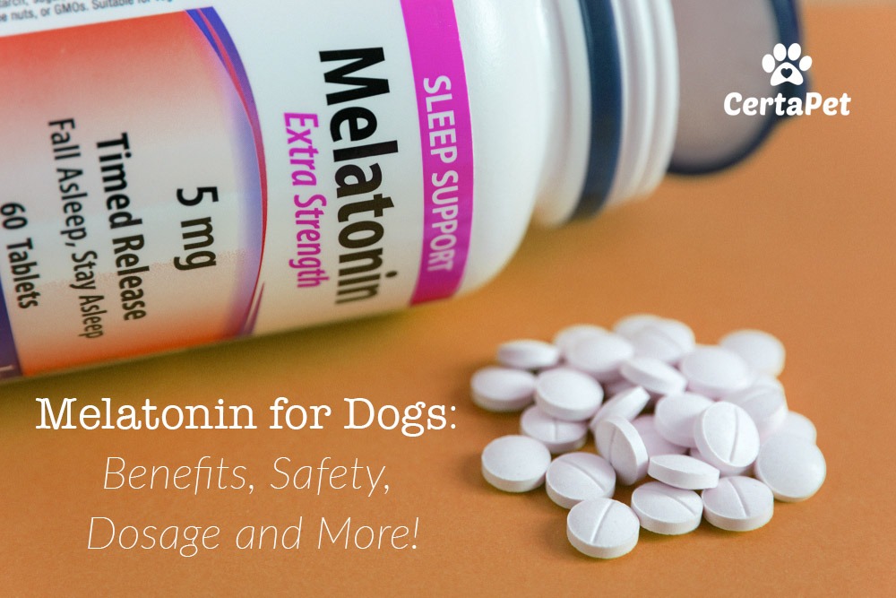 human melatonin for dogs