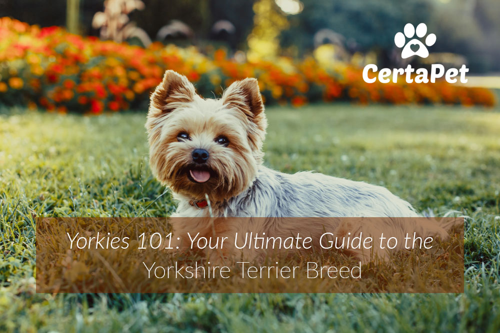 yorkshire terrier 1 year old