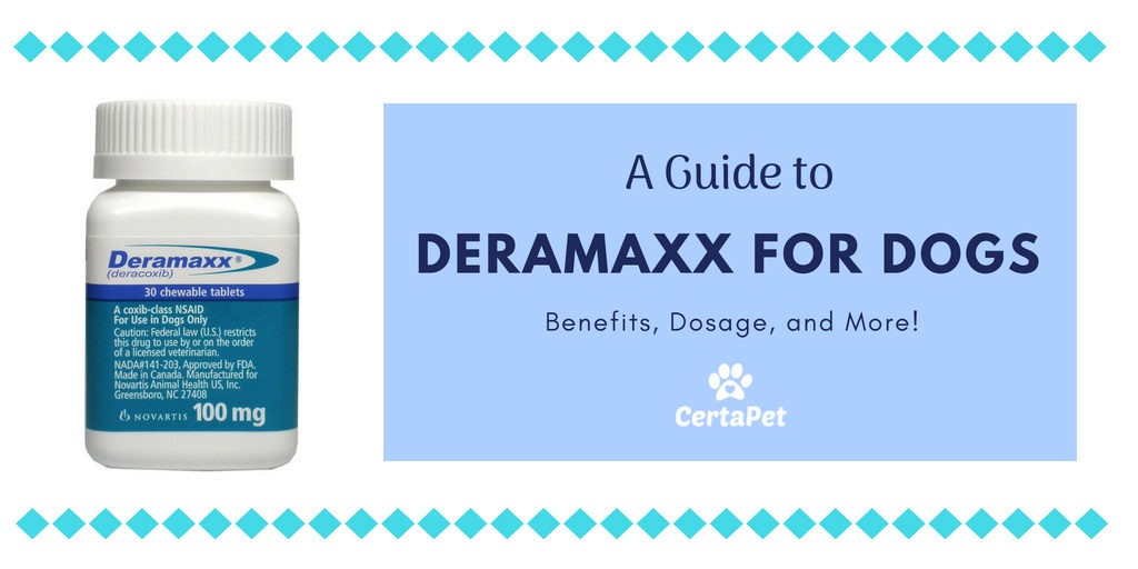 A Guide to Deramaxx for Dogs: Benefits, Dosage, and More ...