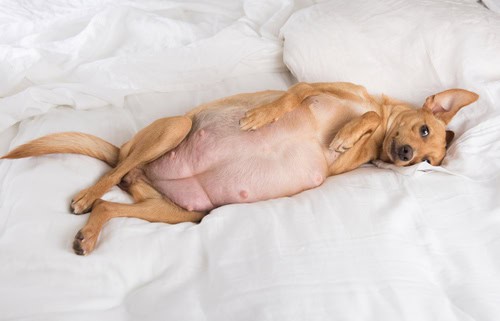 Metronidazole For Dogs Dosage Side Effects And More Certapet