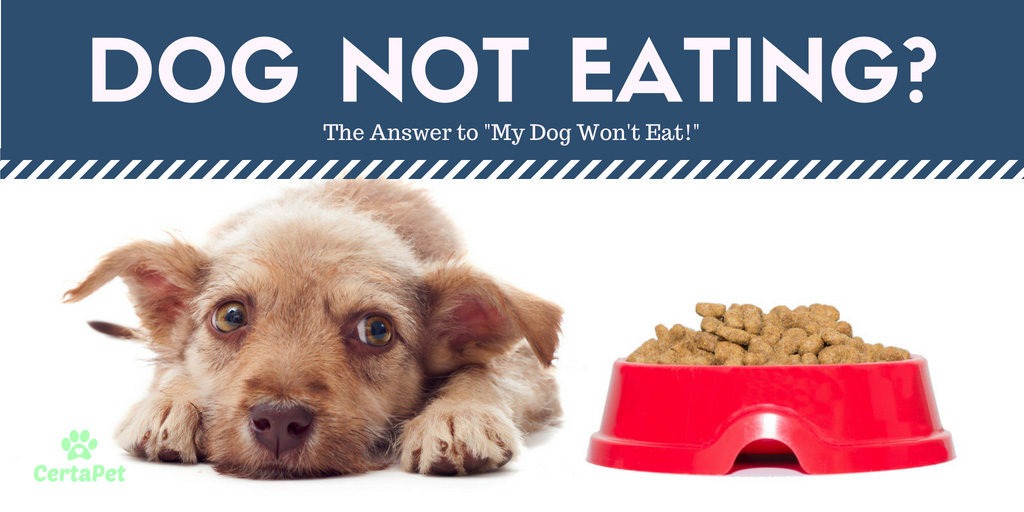 Why is My Dog Not Eating? The Top 6 Reasons! CertaPet