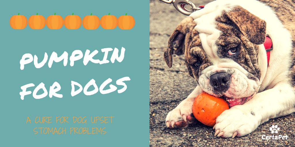 How much pumpkin to give a dog for upset stomach Pumpkin For Dogs A Cure For Dog Upset Stomach Problems Certapet