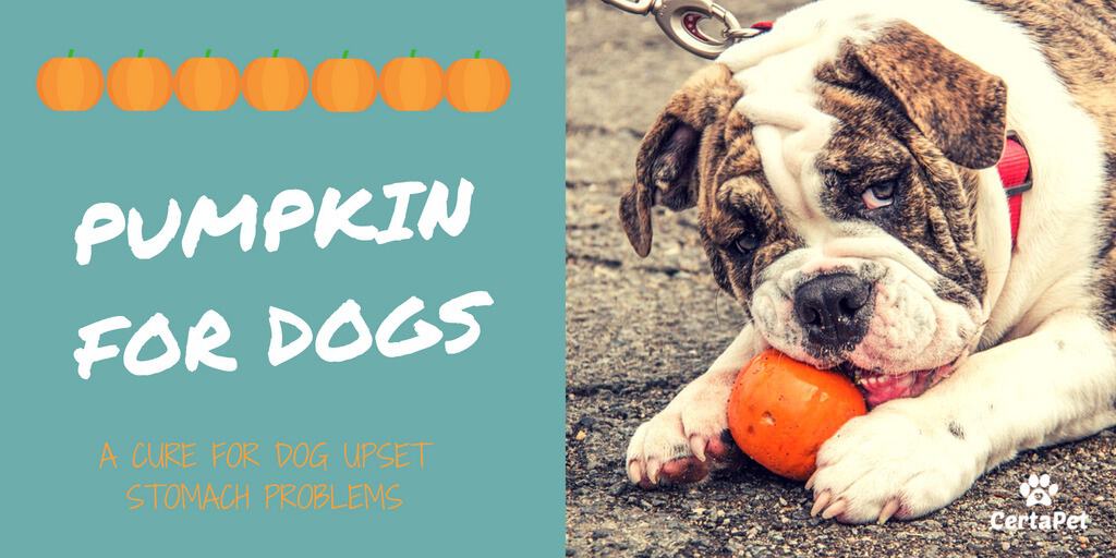 how much canned pumpkin to give a dog with diarrhea