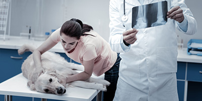 Dog Clinics Near Me : Vet Near Me 98370 About Us Poulsbo Animal Clinic : Whether your pet needs ...