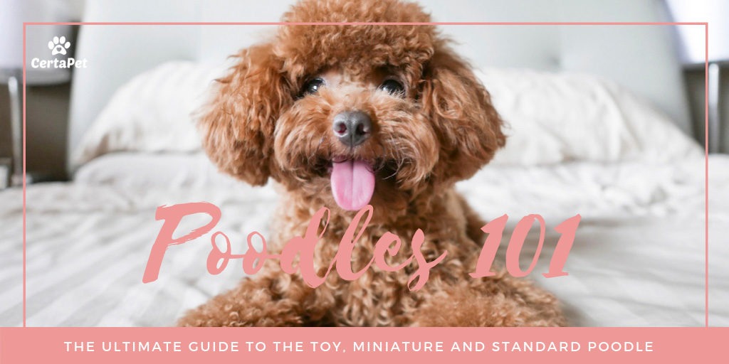 toy poodle dogs 101