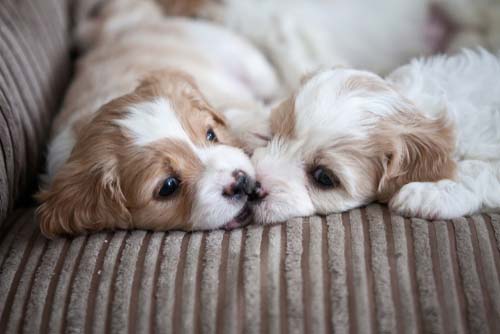 cute cavachon puppies