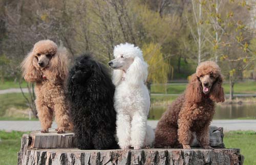 french poodle dog price