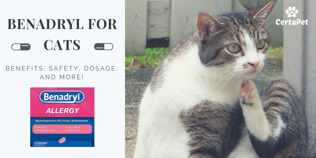 Benadryl for Cats: Benefits, Safety 