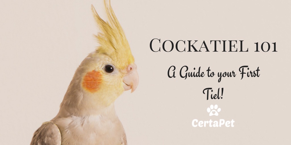 Cockatiel 101: A Guide to Your First 