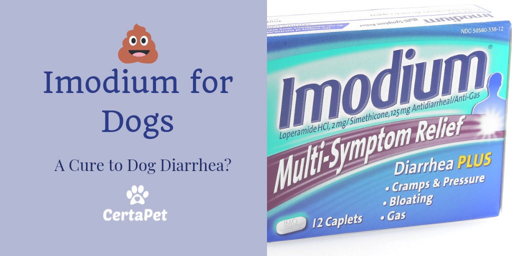 Imodium for Dogs: A Cure to Your Dog's 