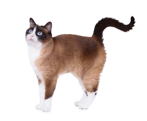 siamese snowshoe cat for sale