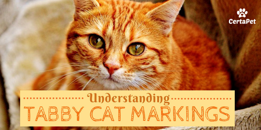 Understanding The Different Tabby Cat Markings Certapet