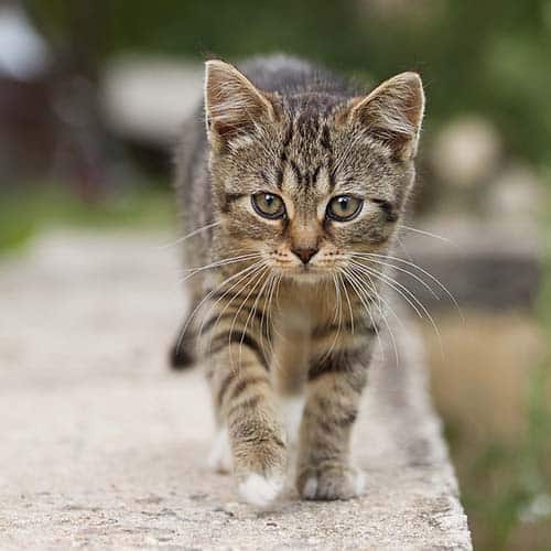 a tabby kitten